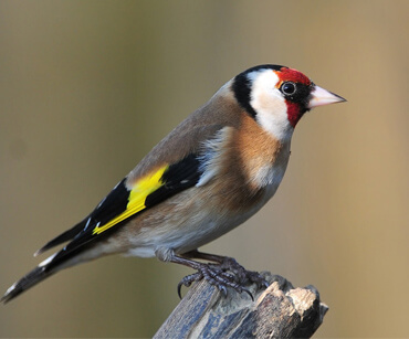 nearby-bird-watching